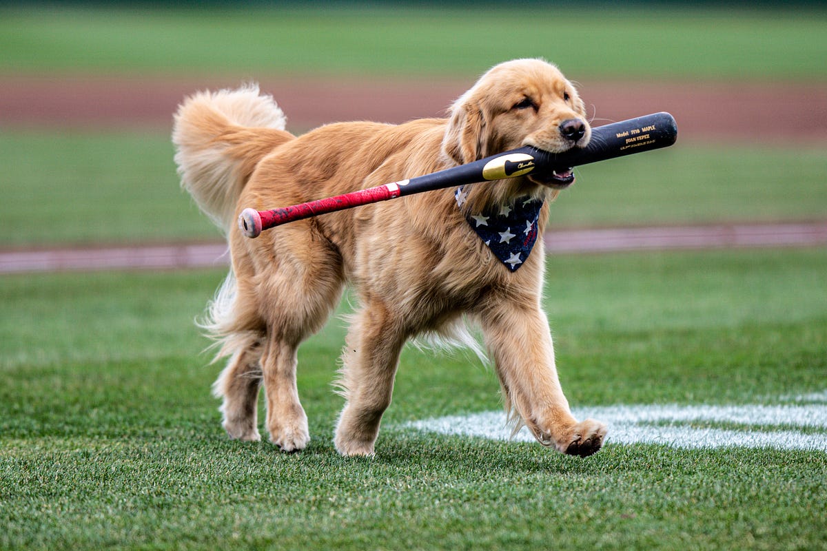 Nationals Call Up Top Paw-spect Bruce the Bat Dog