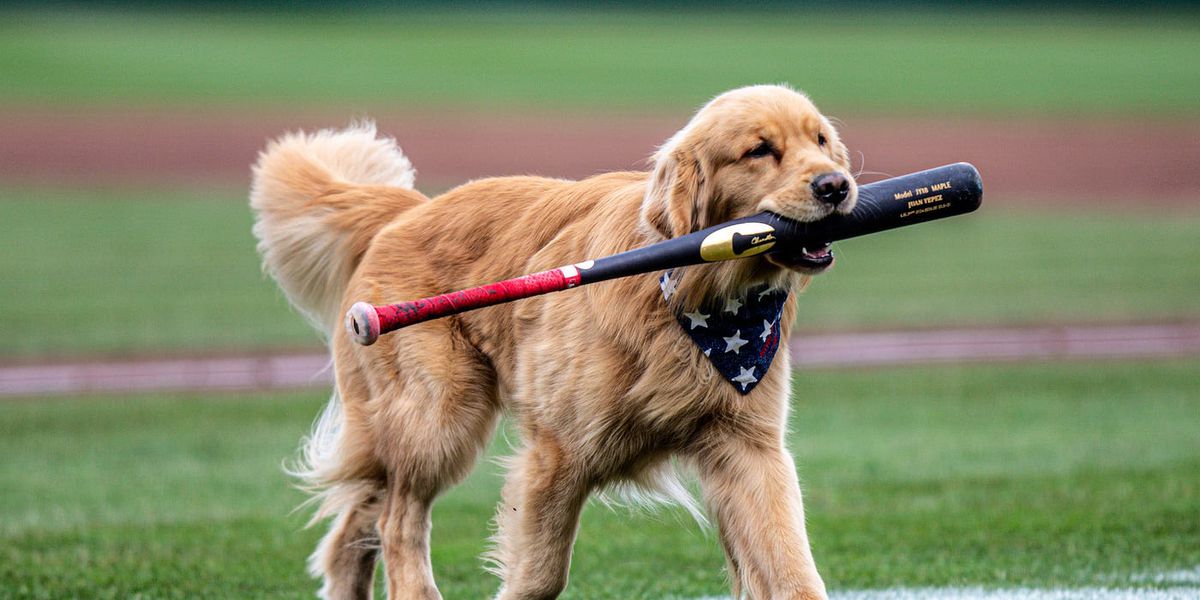 Washington Nationals Call Up Bruce the Bat Dog