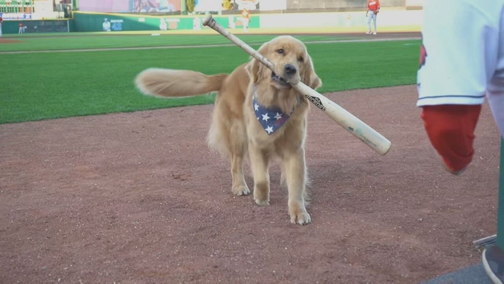 Big league dreams: Bruce the Bat Dog to make MLB debut with Nationals