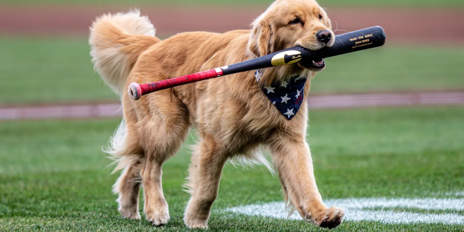 Nats calling up Bruce the Bat Dog from Triple-A … really